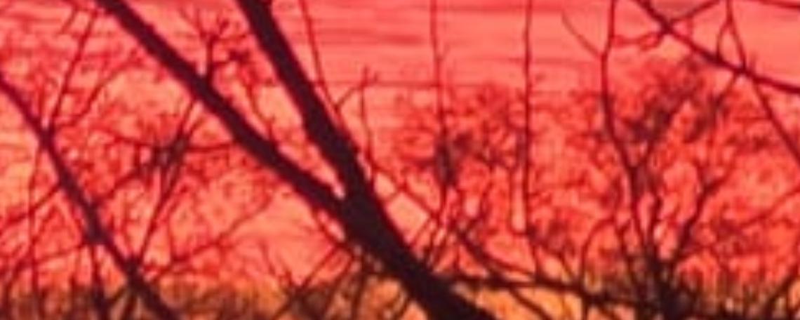 Titelbild von Waldi Names-Bull