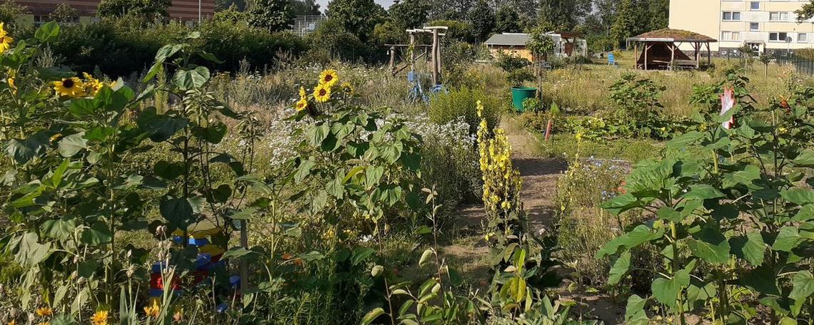Titelbild von Vielfalter Interkultureller Garten Güstrow
